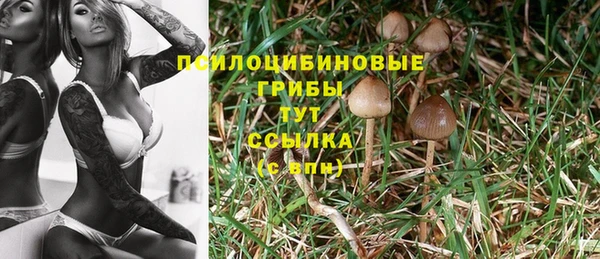 индика Горняк